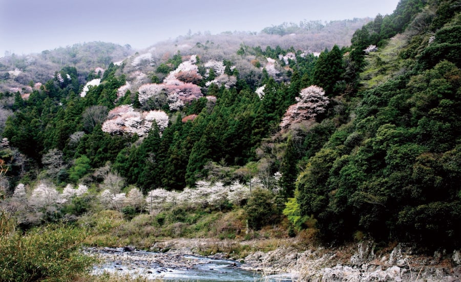 親水広場 桜の園