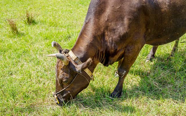 険しい山に囲まれる但馬地方では、他地域の牛との交配が難しく、純血のまま受け継がれてきました。現在では厳格な管理の下、優れた血統の継承が行われています。