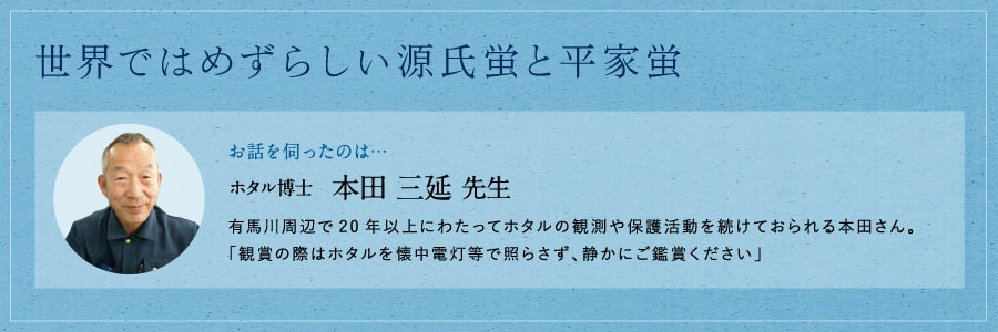 世界では珍しい源氏蛍と平家蛍