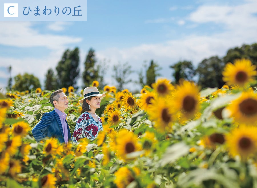 ひまわりの丘