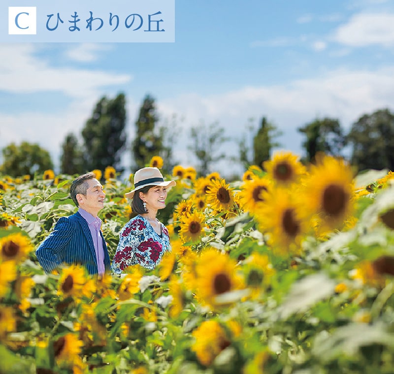 ひまわりの丘