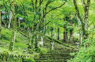 視界を埋め尽くす天目カエデの新緑。苔むした石段を上がると、木漏れ日の中に多宝塔が静かに佇みます。緑と古建築が織りなす調和は、息を呑む美しさです。