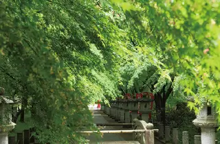 青もみじが頭上を覆う緑のトンネル。木漏れ日と静寂が包む参道は、心洗われる幻想的な空間です。