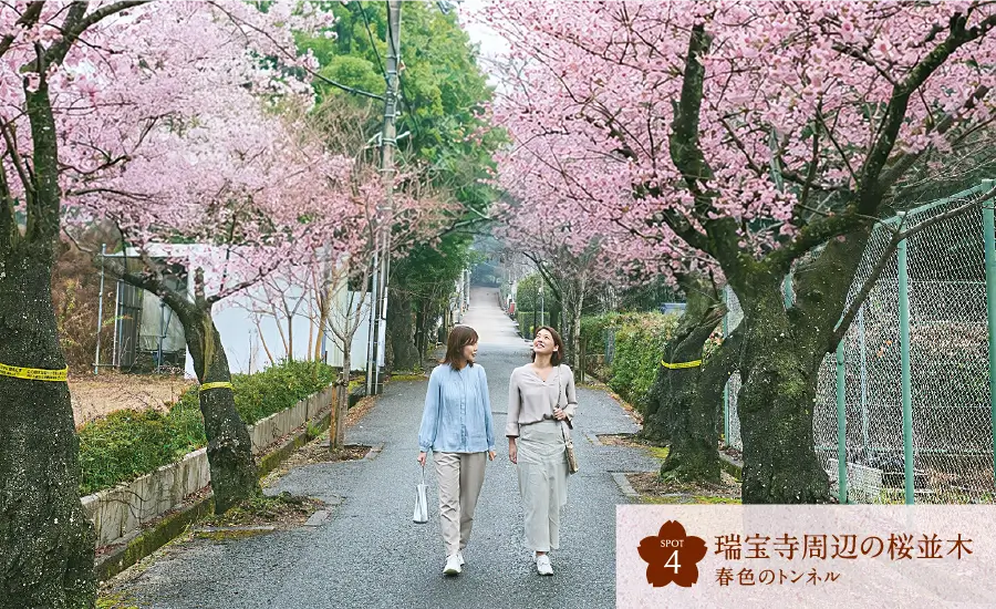 SPOT1 林渓寺 百寿を祝う古木