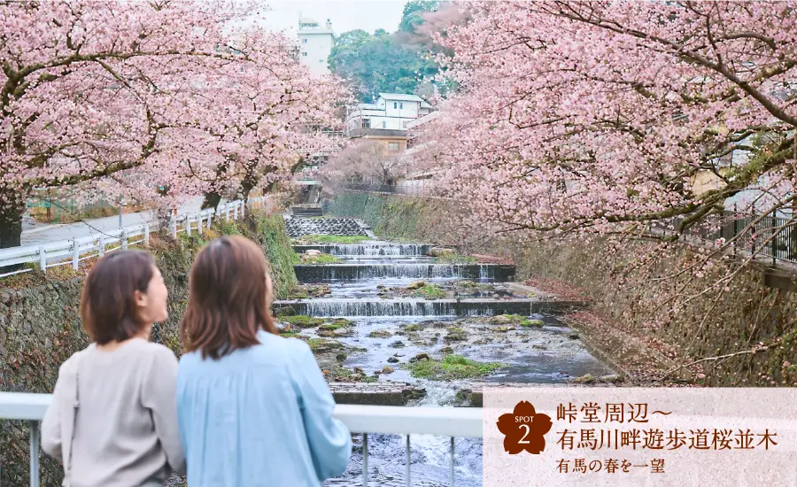 SPOT2 峠堂周辺～ 有馬川畔遊歩道桜並木 有馬の春を一望