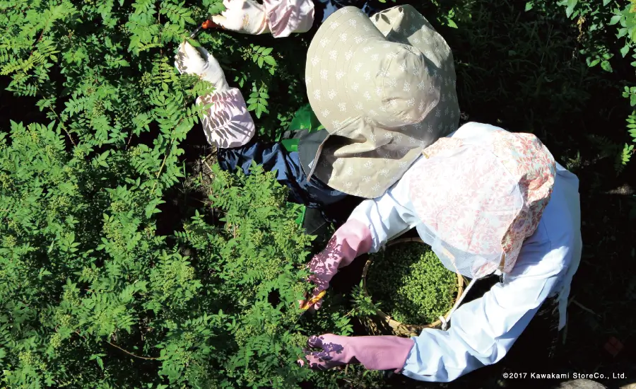 &copy;2017 Kawakami StoreCo., Ltd.