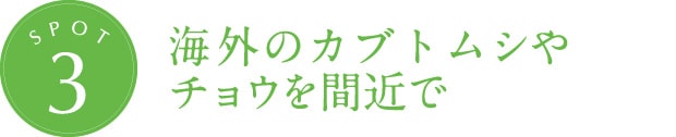 海外のカブトムシやチョウを間近で