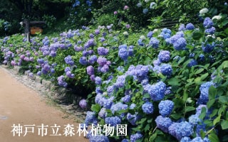 神戸市立森林植物園