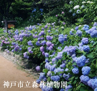 神戸市立森林植物園