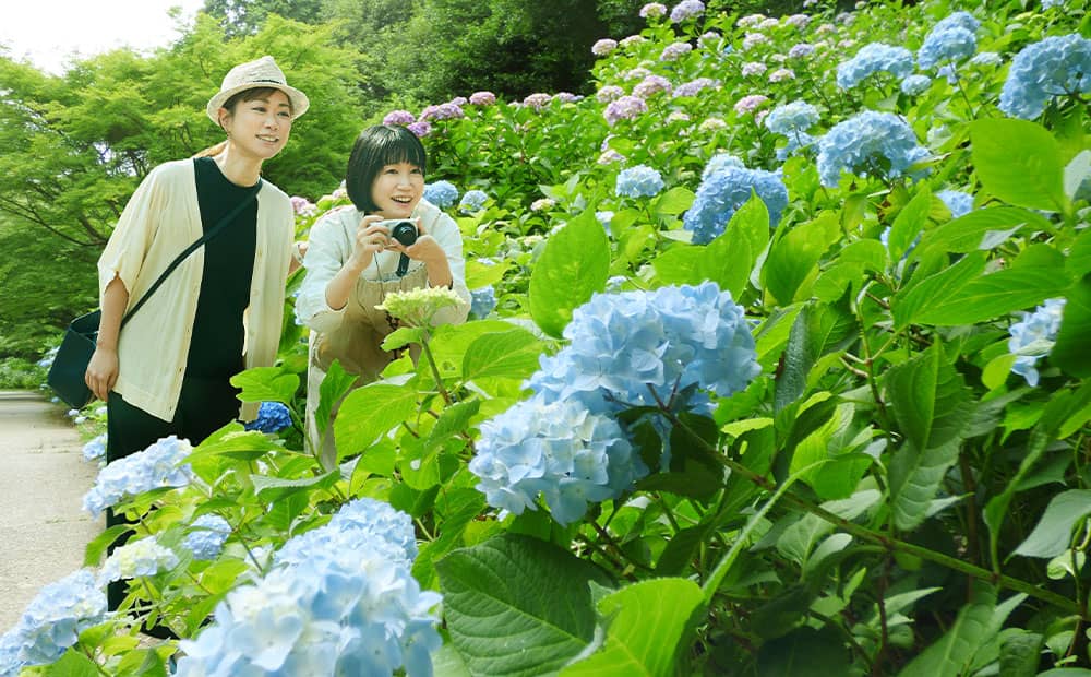 神戸市立森林植物園　神戸を代表する森林浴スポット