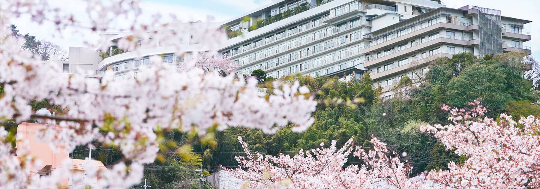 桜を愛でるドライブ旅