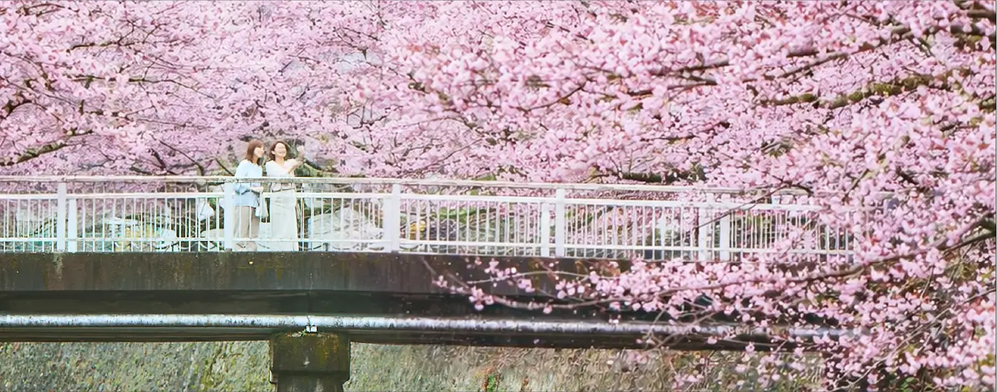 有馬人が愛でる、とっておきの桜