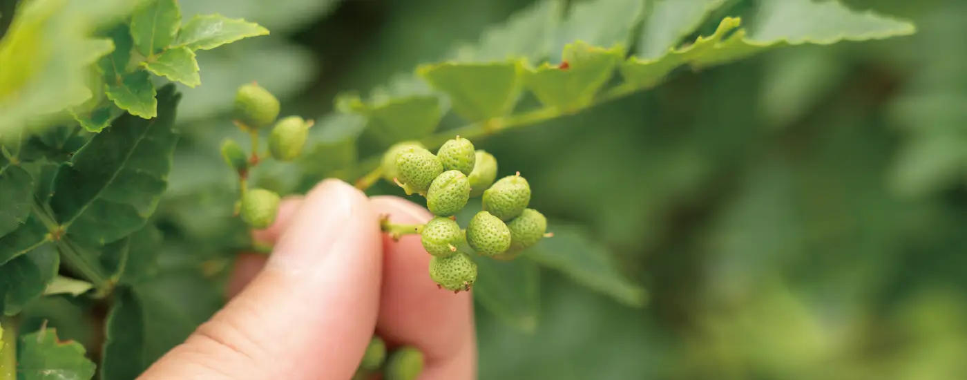 香り高き、有馬山椒の秘密